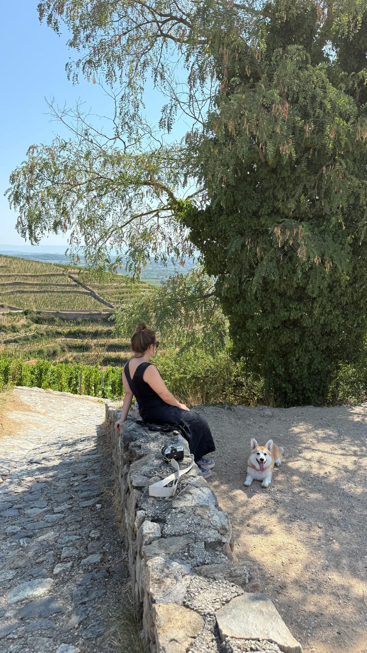 Road trip route des vins du Rhône, avec notre corgi 🐾🍷

De Vienne à Gigondas, descente du Rhône entre vignes, villages perchés et bonnes tables.

📍 Nos adresses

🍽️ @bistrotdeserine69420, Ampuis
🍷 Dégustation @domaineguigal, formule Trésors
🛏️🍽️ @beaurivage_condrieu, Condrieu
🥾 Balade dans les vignes @m_chapoutier
⛰️ Chapelle Saint-Christophe, Crozes
🍽️ Chez Fanny, Charols
🛏️ @chateau_lesoliviersdesalettes (hôtel, snack, resto, grill)
🍽️ @chezpaulette.reauville
🛏️🍽️ @hotelrestaurantlesflorets, Gigondas — le resto avant tout

Trois jours, trois régions viticoles, une corgi infatigable.

#routedesvins #Gigondas #Condrieu #Provence #VoyageAvecMonChien