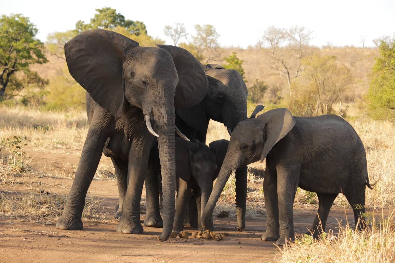 Visiter l'Afrique : les animaux de la savane pour un safari inoubliable